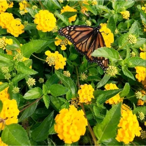 Lantana Chapel Hill Gold Live Plant – Golden Yellow Flowers – Pack of 2 – 4-6 Inch Tall - Image 4