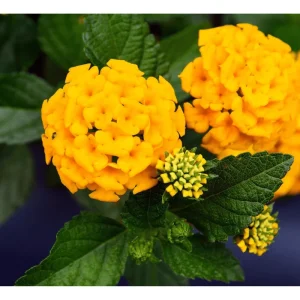 Lantana Chapel Hill Gold Live Plant – Golden Yellow Flowers – Pack of 2 – 4-6 Inch Tall - Image 5