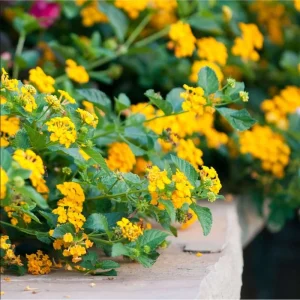 Lantana Chapel Hill Gold Live Plant – Golden Yellow Flowers – Pack of 2 – 4-6 Inch Tall - Image 6