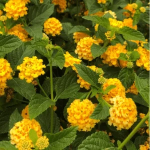 Lantana Chapel Hill Gold Live Plant – Golden Yellow Flowers – Pack of 2 – 4-6 Inch Tall - Image 7