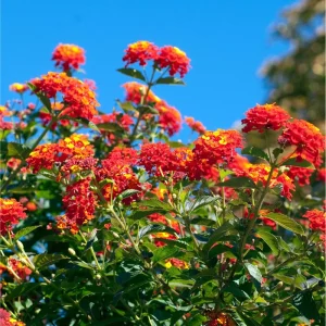 Lantana Dallas Red Live Starter Plants - 2 Pack, Red/Orange/Yellow Flowers, 4-6 Inch Tall, Outdoor Shrub - Image 2