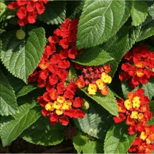 Lantana Dallas Red Live Starter Plants - 2 Pack, Red/Orange/Yellow Flowers, 4-6 Inch Tall, Outdoor Shrub - Image 3