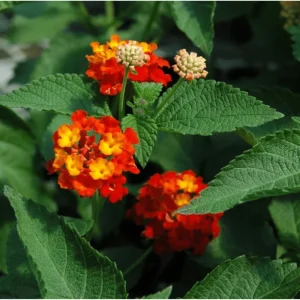 Lantana Dallas Red Live Starter Plants - 2 Pack, Red/Orange/Yellow Flowers, 4-6 Inch Tall, Outdoor Shrub - Image 4