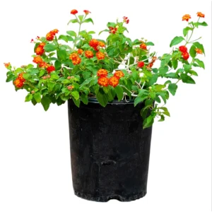 Lantana Dallas Red Live Starter Plants - 2 Pack, Red/Orange/Yellow Flowers, 4-6 Inch Tall, Outdoor Shrub - Image 1
