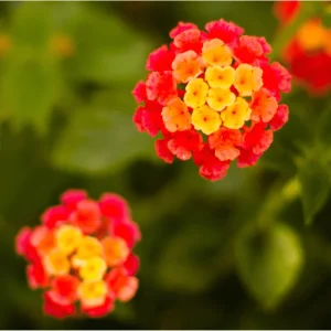Lantana Dallas Red Live Starter Plants - 2 Pack, Red/Orange/Yellow Flowers, 4-6 Inch Tall, Outdoor Shrub - Image 5