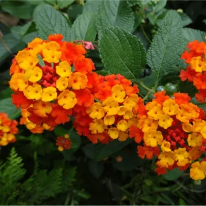 Lantana Dallas Red Live Starter Plants - 2 Pack, Red/Orange/Yellow Flowers, 4-6 Inch Tall, Outdoor Shrub - Image 6