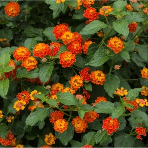 Lantana Dallas Red Live Starter Plants - 2 Pack, Red/Orange/Yellow Flowers, 4-6 Inch Tall, Outdoor Shrub - Image 7