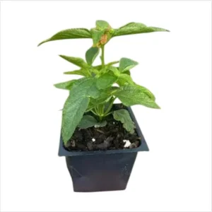 Lantana Red Live Starter Plant – Perennial Flowering, 4-6 Inch Tall, Outdoor - Image 10