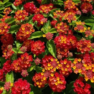 Lantana Red Live Starter Plant – Perennial Flowering, 4-6 Inch Tall, Outdoor - Image 2