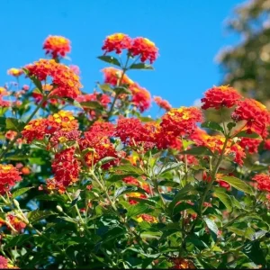 Lantana Red Live Starter Plant – Perennial Flowering, 4-6 Inch Tall, Outdoor - Image 3