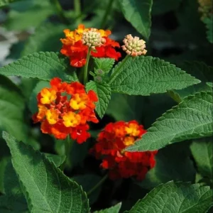 Lantana Red Live Starter Plant – Perennial Flowering, 4-6 Inch Tall, Outdoor - Image 4