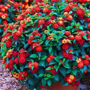 Lantana Red Live Starter Plant – Perennial Flowering, 4-6 Inch Tall, Outdoor - Image 5
