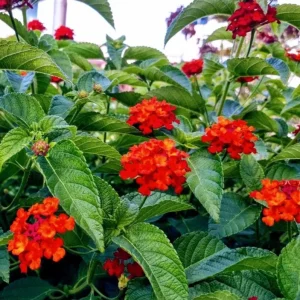 Lantana Red Live Starter Plant – Perennial Flowering, 4-6 Inch Tall, Outdoor - Image 6