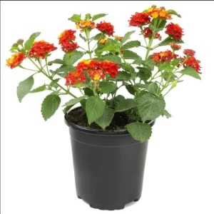 Lantana Red Live Starter Plant – Perennial Flowering, 4-6 Inch Tall, Outdoor - Image 7