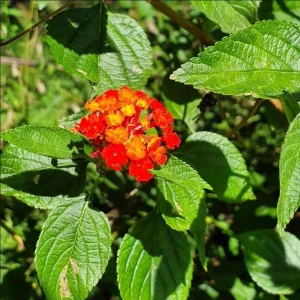 Lantana Red Live Starter Plant – Perennial Flowering, 4-6 Inch Tall, Outdoor - Image 8