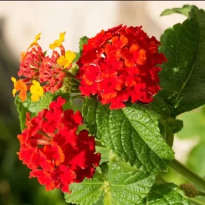 Lantana Red Live Starter Plant – Perennial Flowering, 4-6 Inch Tall, Outdoor - Image 9