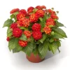 Lantana Red Live Starter Plant – Perennial Flowering, 4-6 Inch Tall, Outdoor - Image 1
