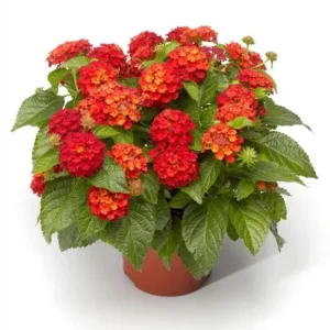 Lantana Red Live Starter Plant – Perennial Flowering, 4-6 Inch Tall, Outdoor - Image 1