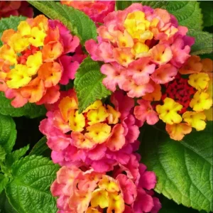 Lantana Rose Live Starter Plant – Perennial Flowering, Outdoor, 4-6 Inch Tall - Image 4