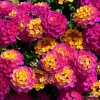 Lantana Rose Live Starter Plant – Perennial Flowering, Outdoor, 4-6 Inch Tall - Image 1