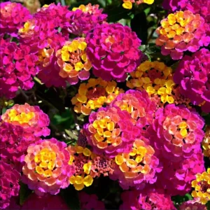 Lantana Rose Live Starter Plant – Perennial Flowering, Outdoor, 4-6 Inch Tall - Image 1