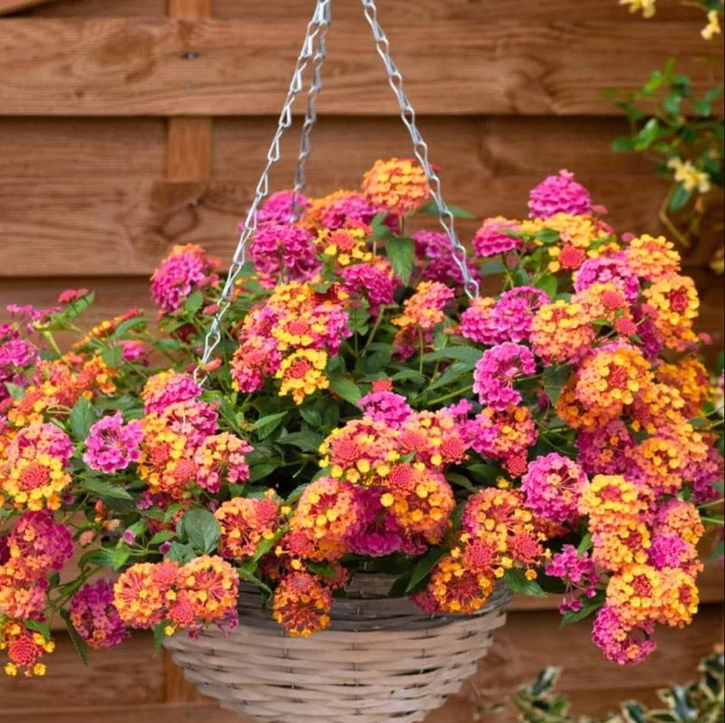 Lantana Rose Live Starter Plant – Perennial Flowering, Outdoor, 4-6 Inch Tall - Image 5