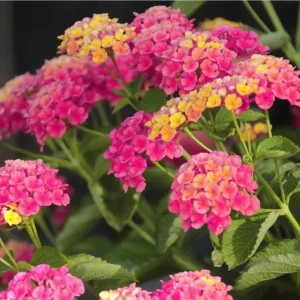 Lantana Rose Live Starter Plant – Perennial Flowering, Outdoor, 4-6 Inch Tall - Image 6