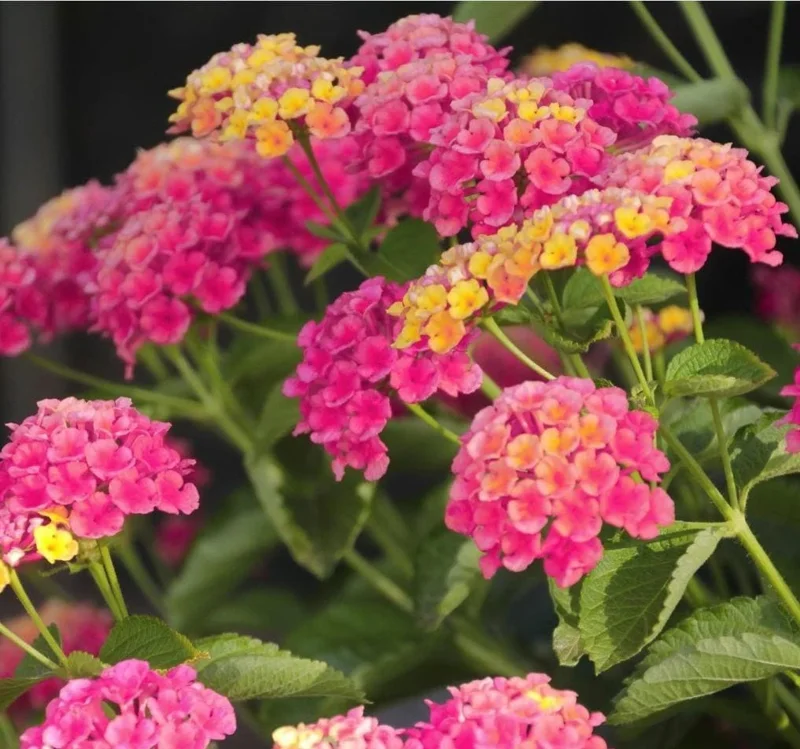 Lantana Rose Live Starter Plant – Perennial Flowering, Outdoor, 4-6 Inch Tall - Image 6