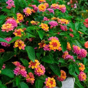 Lantana Rose Live Starter Plant – Perennial Flowering, Outdoor, 4-6 Inch Tall - Image 7