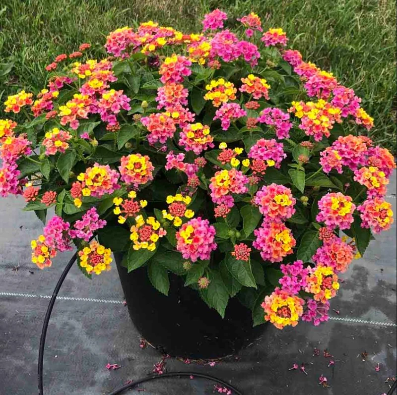 Lantana Rose Live Starter Plant – Perennial Flowering, Outdoor, 4-6 Inch Tall - Image 8