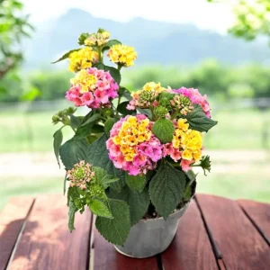 Lantana Rose Live Starter Plant – Perennial Flowering, Outdoor, 4-6 Inch Tall - Image 9