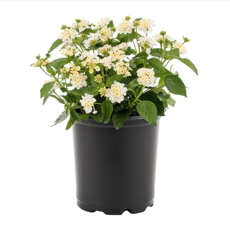 Lantana Trailing White Live Starter Plant – Perennial, Outdoor, 4-6 Inch Tall - Image 2