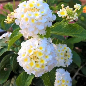Lantana Trailing White Live Starter Plant – Perennial, Outdoor, 4-6 Inch Tall - Image 3