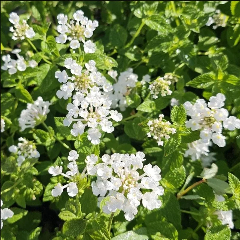 Lantana Trailing White Live Starter Plant – Perennial, Outdoor, 4-6 Inch Tall - Image 5