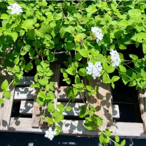 Lantana Trailing White Live Starter Plant – Perennial, Outdoor, 4-6 Inch Tall - Image 6