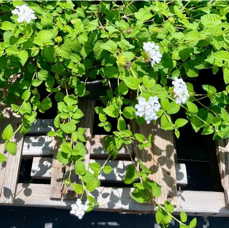 Lantana Trailing White Live Starter Plant – Perennial, Outdoor, 4-6 Inch Tall - Image 6