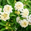 Lantana Trailing White Live Starter Plant – Perennial, Outdoor, 4-6 Inch Tall - Image 1