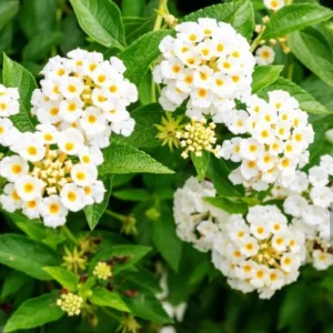 Lantana Trailing White Live Starter Plant – Perennial, Outdoor, 4-6 Inch Tall - Image 1