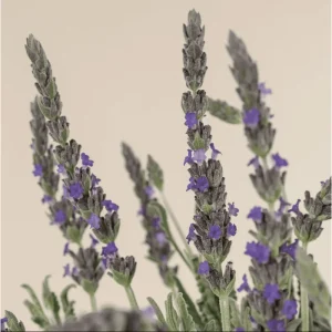 Lavender Live Starter Plants - 2 Pack, 4-6 Inch Tall Seedlings, Gray Foliage - Image 2