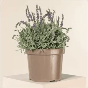 Lavender Live Starter Plants - 2 Pack, 4-6 Inch Tall Seedlings, Gray Foliage - Image 3
