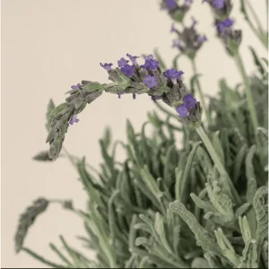 Lavender Live Starter Plants - 2 Pack, 4-6 Inch Tall Seedlings, Gray Foliage - Image 4