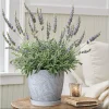 Lavender Live Starter Plants - 2 Pack, 4-6 Inch Tall Seedlings, Gray Foliage - Image 1
