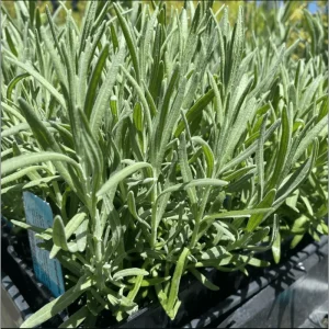Lavender Live Starter Plants - 2 Pack, 4-6 Inch Tall Seedlings, Gray Foliage - Image 6