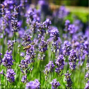 Lavender Live Starter Plants - 2 Pack, 4-6 Inch Tall Seedlings, Gray Foliage - Image 7