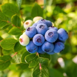 Legacy Blueberry Live Starter Plant - Hardy Bush for Garden or Patio, 4-8 Inch Tall - Image 2