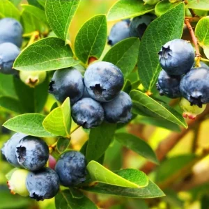 Legacy Blueberry Live Starter Plant - Hardy Bush for Garden or Patio, 4-8 Inch Tall - Image 3