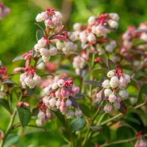 Legacy Blueberry Live Starter Plant - Hardy Bush for Garden or Patio, 4-8 Inch Tall - Image 4