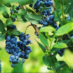 Legacy Blueberry Live Starter Plant - Hardy Bush for Garden or Patio, 4-8 Inch Tall - Image 5