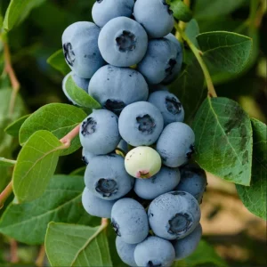 Legacy Blueberry Live Starter Plant - Hardy Bush for Garden or Patio, 4-8 Inch Tall - Image 6
