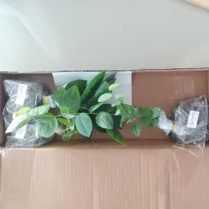 Legacy Blueberry Live Starter Plant - Hardy Bush for Garden or Patio, 4-8 Inch Tall - Image 9